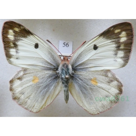 Colias erate (Esper, 1805) female Szlaczkoń erate Czech56